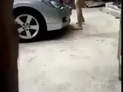 സ്പാനിഷ് കോഴിക്കുഞ്ഞ് നന്നായി ശരീരഭാഷ സംസാരിക്കും